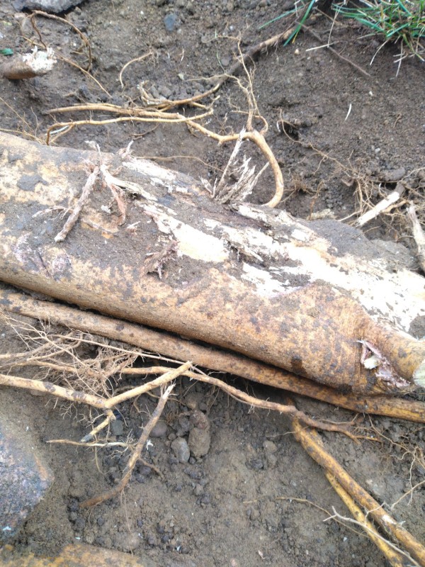 taille d'un système racinaire avec contrainte voisinante et soins antifongique