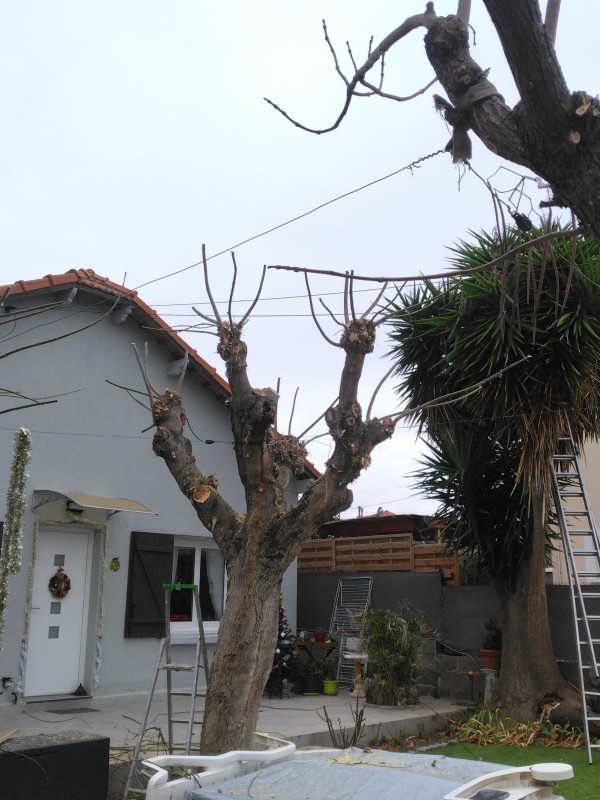 taille de restructuration sur des érables negundo