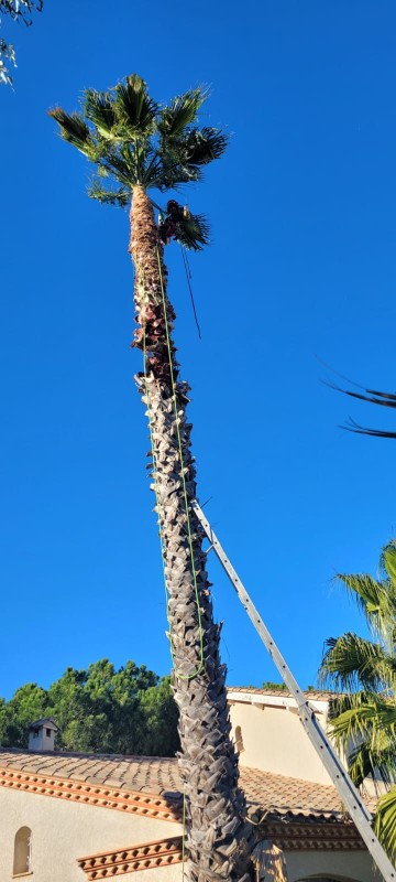 reprise de taille d'entretien sur des palmiers washingtonia de 17 m