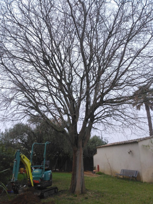 taille d'un système racinaire avec contrainte voisinante et soins antifongique