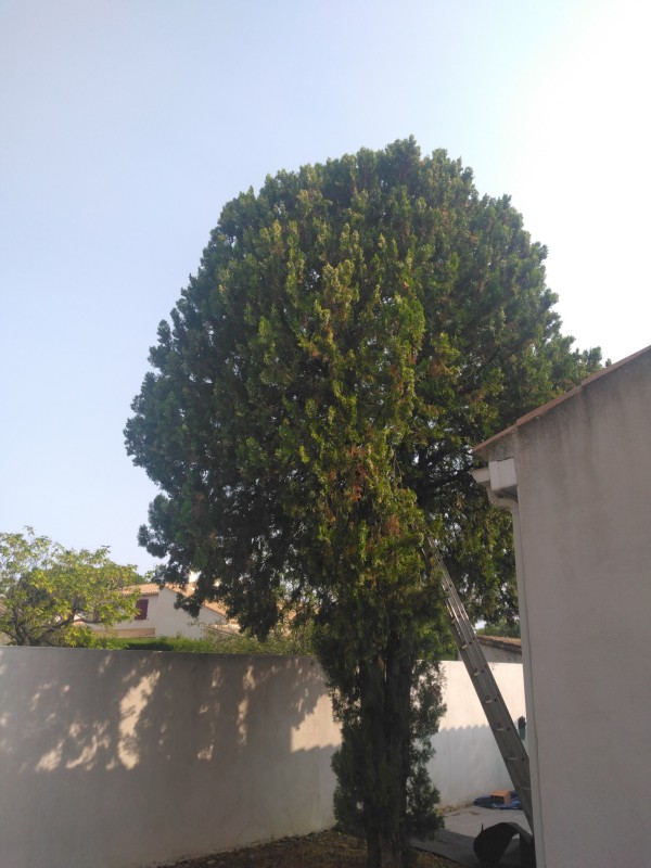 Comment enlever des thuyas proche de Sète à Nézignan-l'évêque