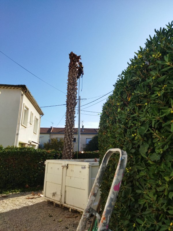 démontage d'un palmier washingtonia