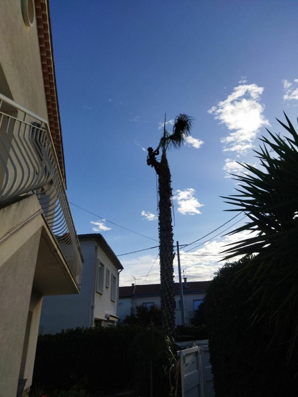 démontage d'un palmier washingtonia