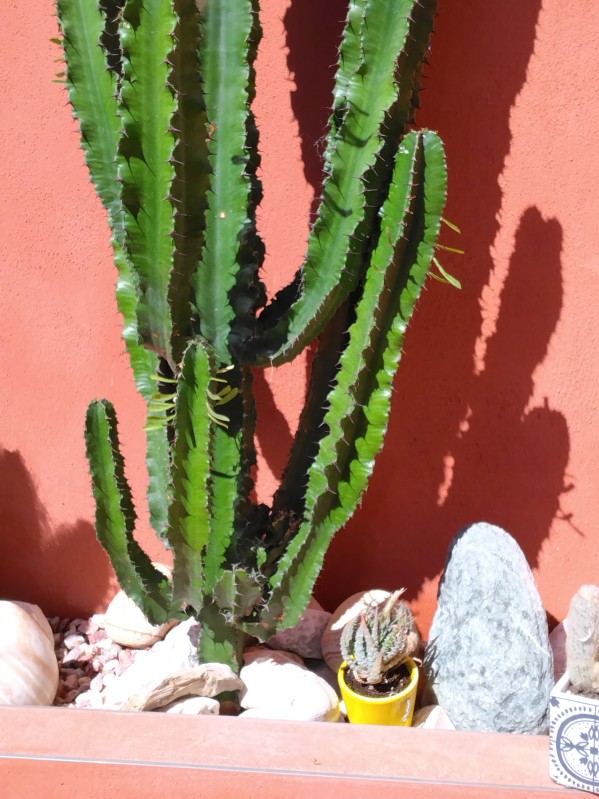 réalisation d'un jardin sec