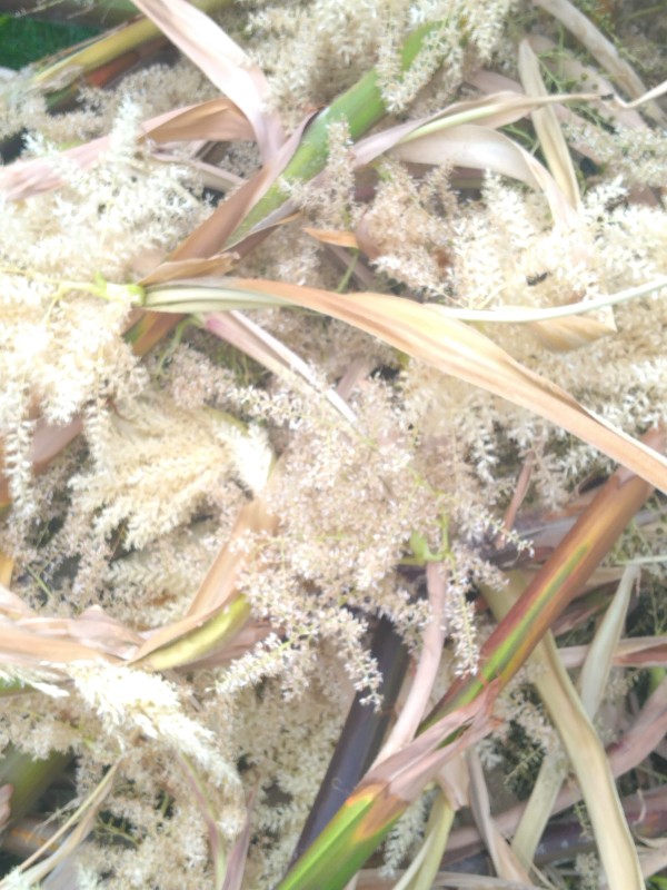 suppression des fleurs de washingtonia après éclosion à Sète dans l'Hérault