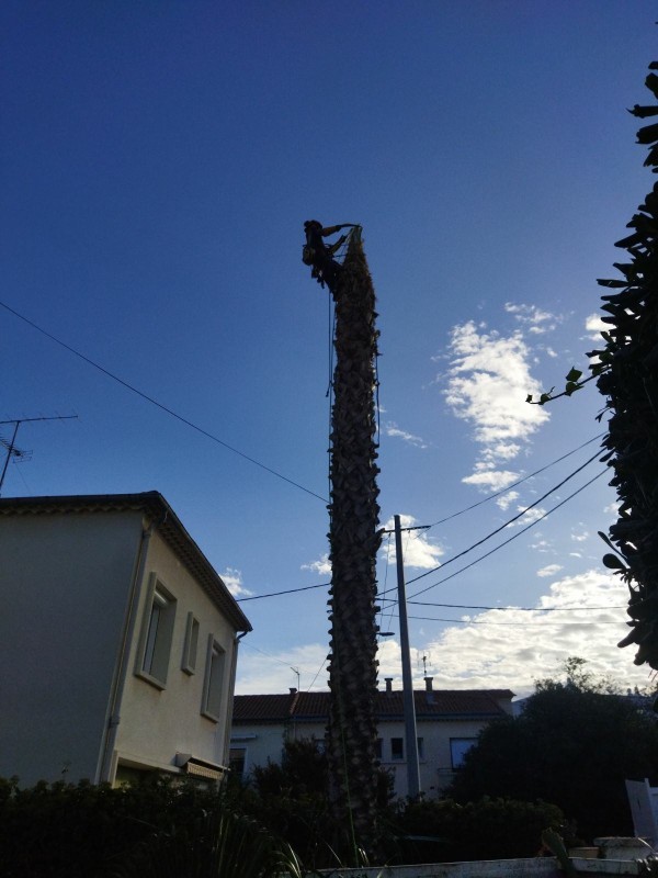 démontage d'un palmier washingtonia