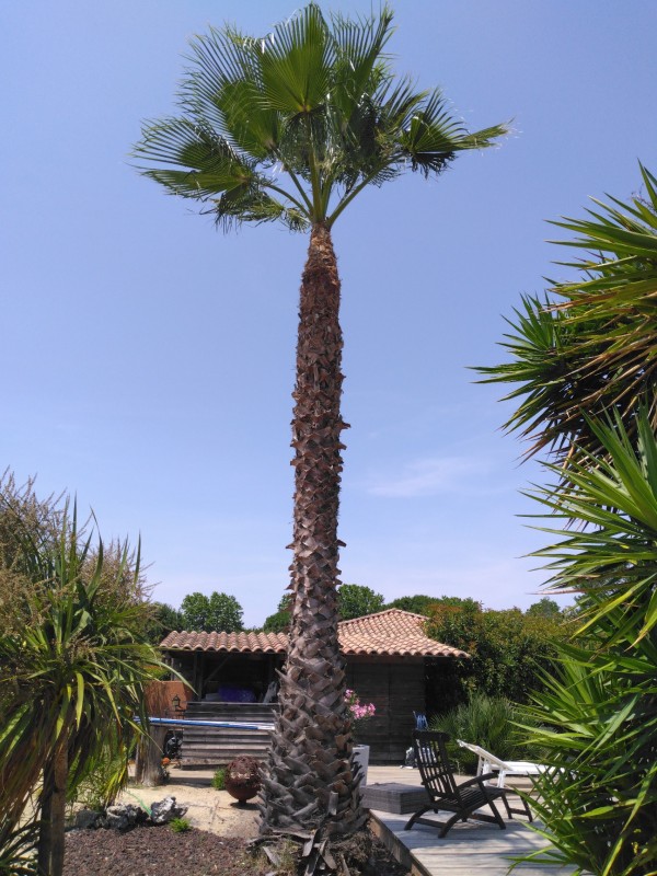 élagage de palmier washingtonia avec traitement à Béziers dans l'Hérault