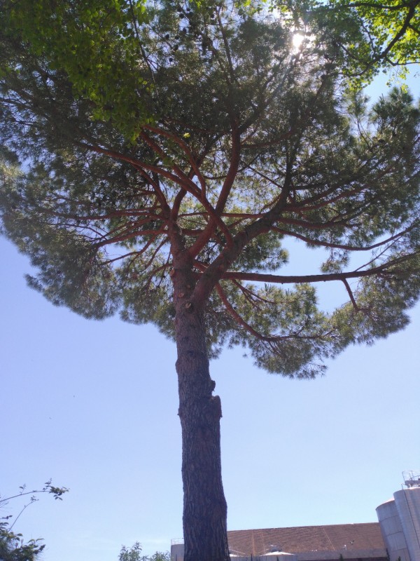 taille d'entretien avec remontée de couronne sur un pin pignon à Sète proche de Balaruc