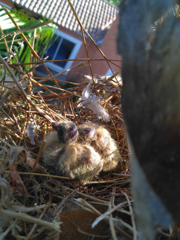 taille d'entretien sur un palmier avec un respect de la nature à Béziers proche d'Agde
