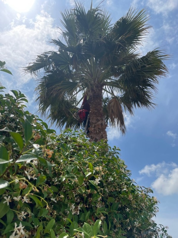 suivi d'entretien sur un palmier à Béziers proche d'Agde