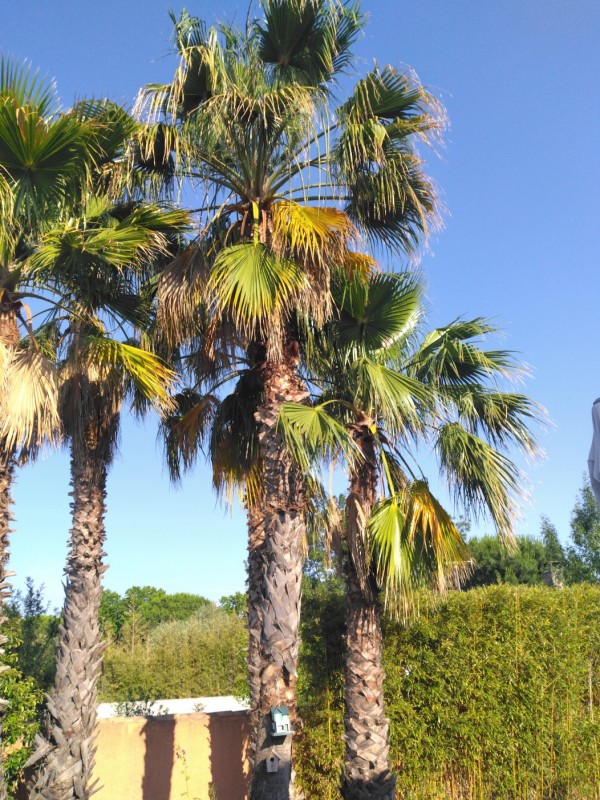élagage de palmier washingtonia avec traitement à Béziers dans l'Hérault