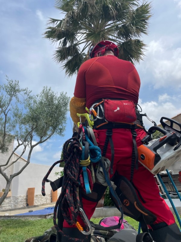 suivi d'entretien sur un palmier à Béziers proche d'Agde
