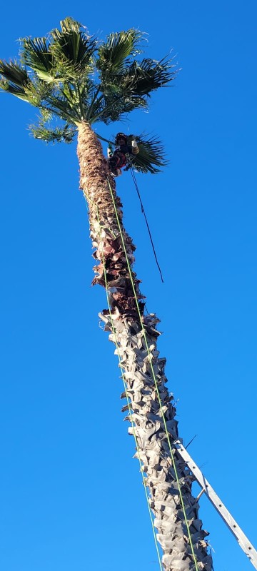 reprise de taille d'entretien sur des palmiers washingtonia de 17 m