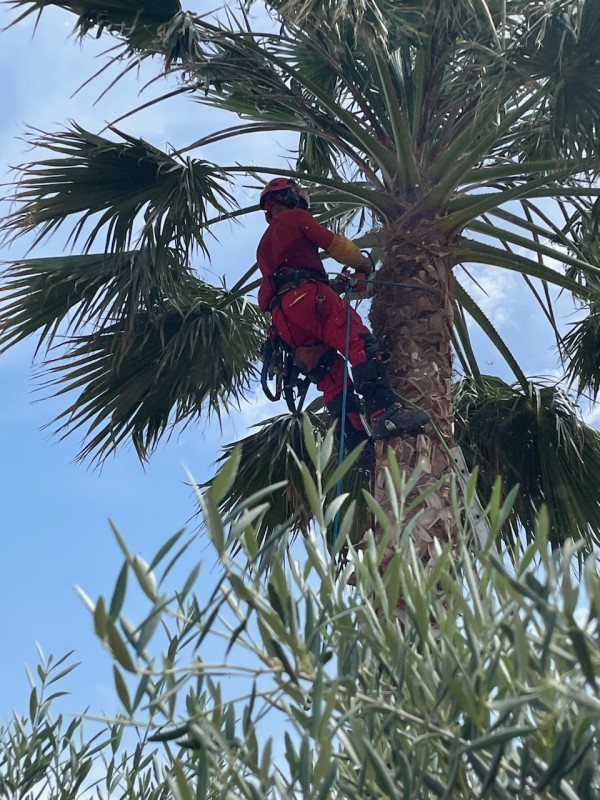 suivi d'un entretien de palmier chaque année à Béziers dans l'Hérault