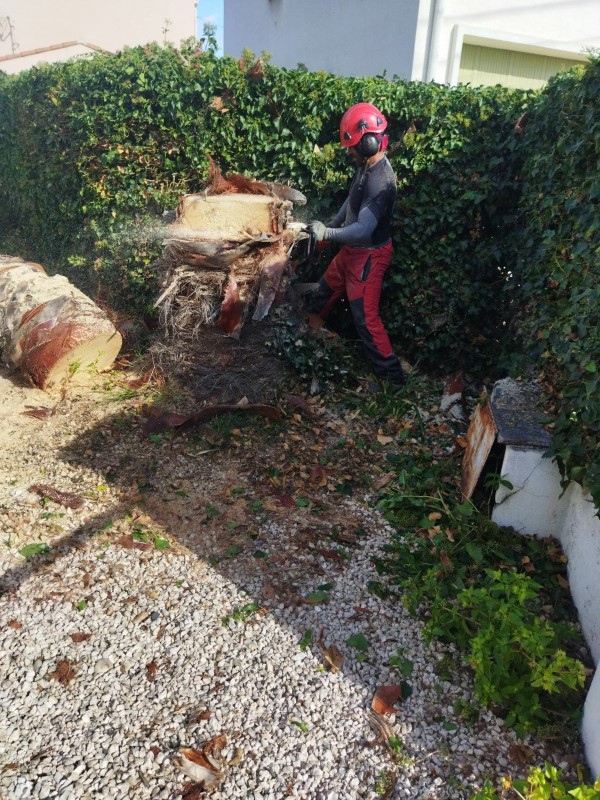 démontage d'un palmier washingtonia