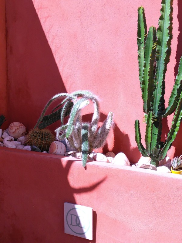 réalisation d'un jardin sec