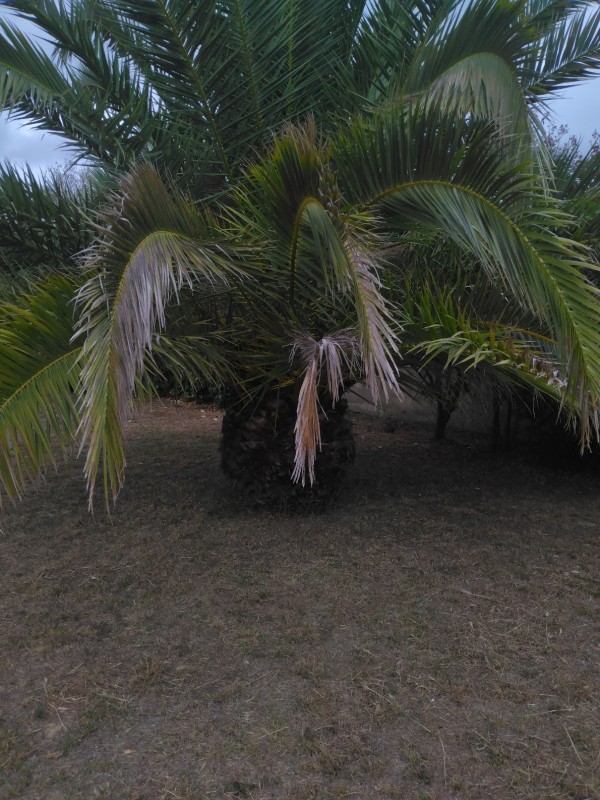 remonter de palme sur la STIPE de deux Phoenix attaquer par le charançon du palmier à Sète proche D'Agde