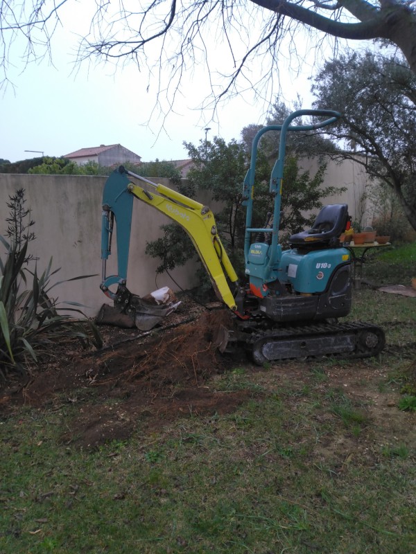 taille d'un système racinaire avec contrainte voisinante et soins antifongique