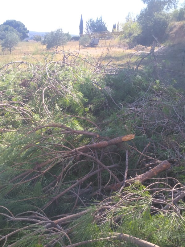 abattage d un pin d Alep dangereux 