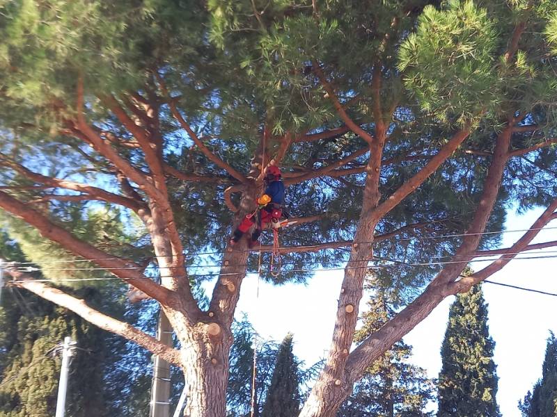 Elagage ( Taille d'entretien) d'un pin parasol ( encore appelé pin pignon) à Béziers dans l'Hérault