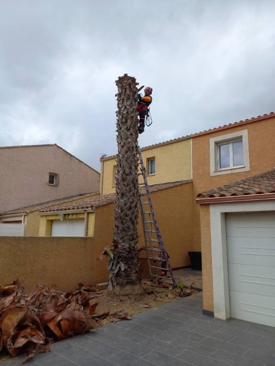 démontage de palmier de palmier proche de Pézenas