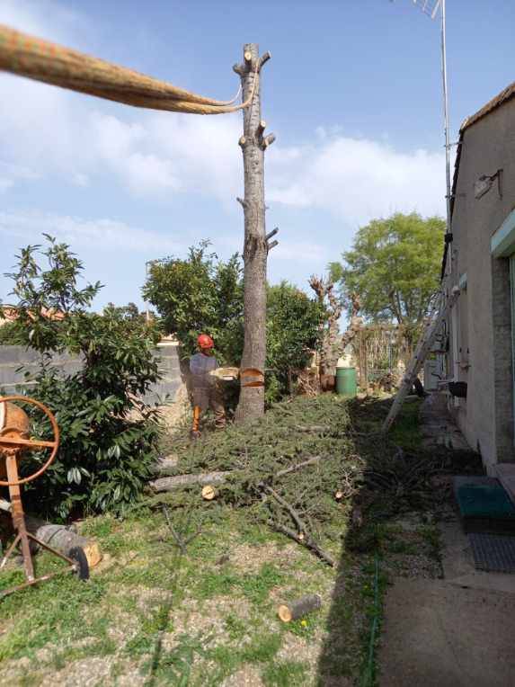 Abattage d'un arbre proche de Pézenas