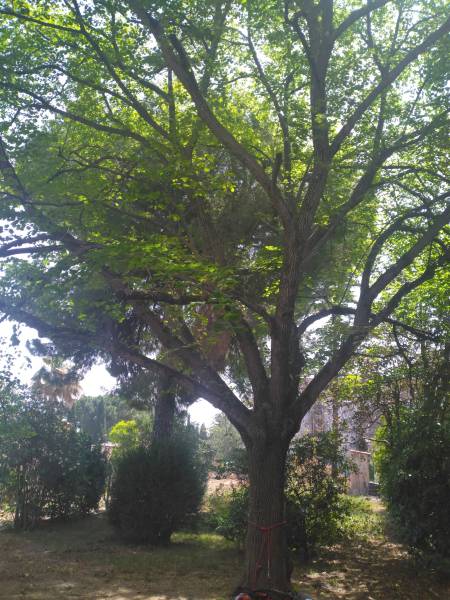 Taille douce sur un tilleul en port libre à Sète proche de Meze