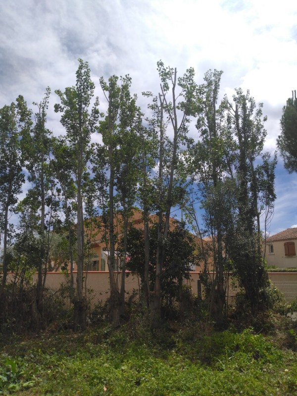 taille en vert réalisé sur des peupliers d'Italie à Sète proche de frontignan