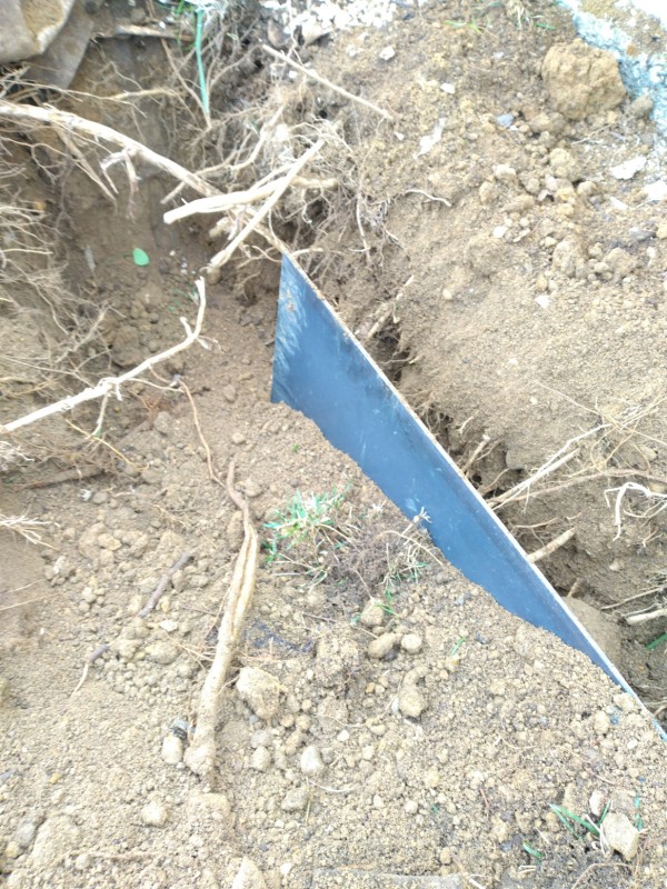 taille d'un système racinaire avec contrainte voisinante et soins antifongique