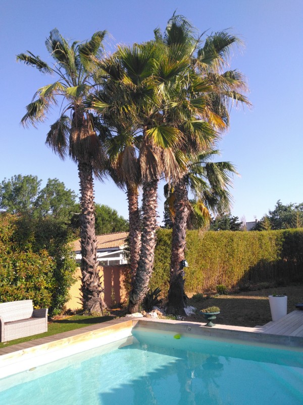 élagage de palmier washingtonia avec traitement à Béziers dans l'Hérault
