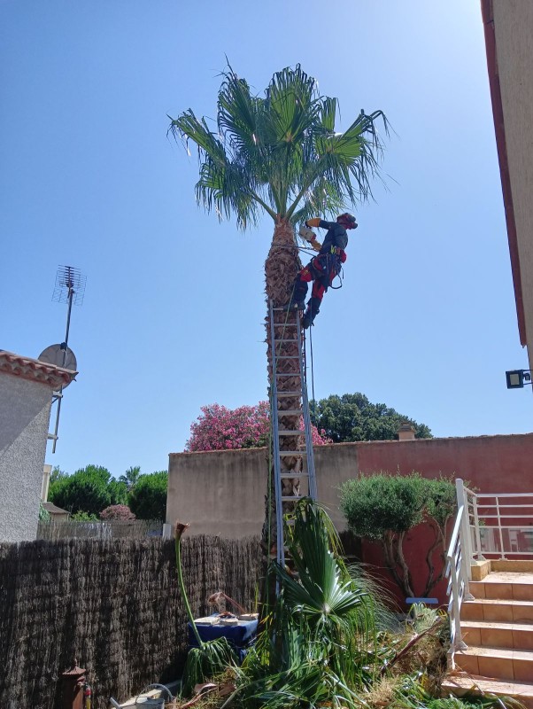 entretien d'un palmier washingtonia à Valras-plage
