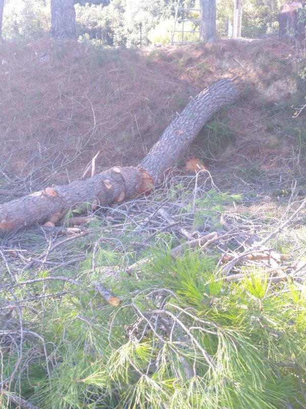 abattage d un pin d Alep dangereux 