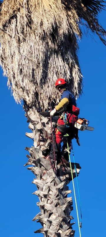 reprise de taille d'entretien sur des palmiers washingtonia de 17 m