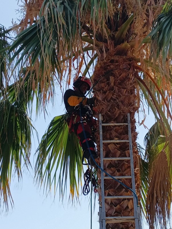 entretien d'un palmier washingtonia à Valras-plage