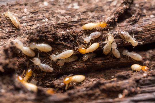 Eliminer les insectes nuisibles de son arbre à Beziers