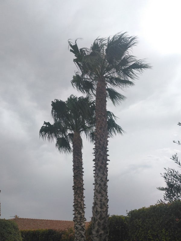 élagage de palmier washingtonia à Valras proche de Béziers