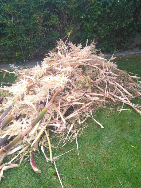 suppression des fleurs de washingtonia après éclosion à Sète dans l'Hérault