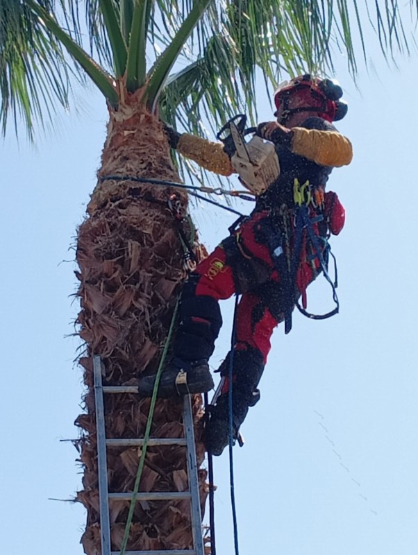 entretien d'un palmier washingtonia à Valras-plage