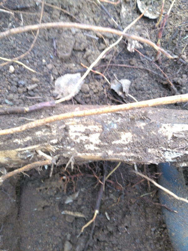 taille d'un système racinaire avec contrainte voisinante et soins antifongique